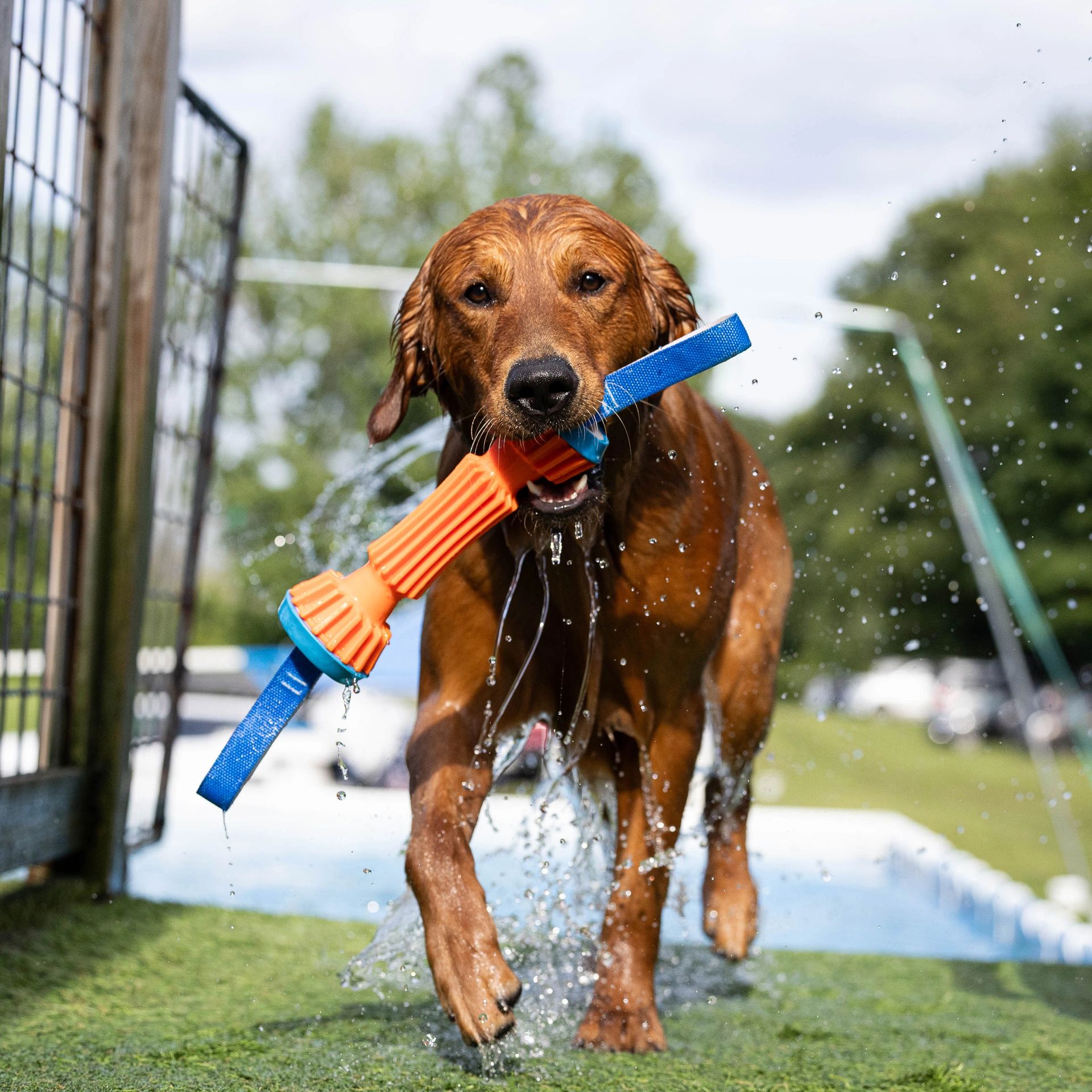 Dog leaping off dock into water at dock diving event